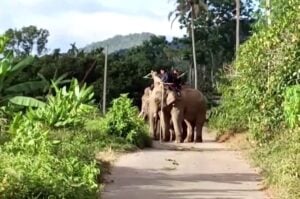 Уловлен беглый слон нарушитель в Таиланде: успешная операция DNP | Thaiger