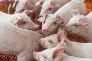 Swine fever: Pangasinan vice governer orders probe into unverified reports of vaccine trials | Thaiger